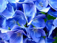 Fiore 10