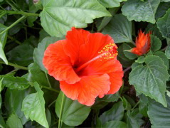 Fiore 12