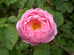 Fiore 14