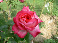 Fiore 16