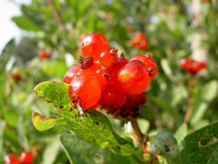 Fiore 19