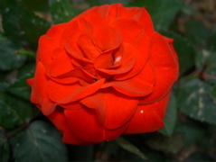 Fiore 2