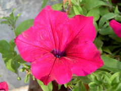 Fiore 20