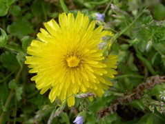 Fiore 3