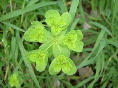Fiore 4