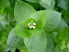 Fiore 5