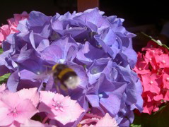 Fiore 8