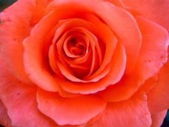 Fiore 9